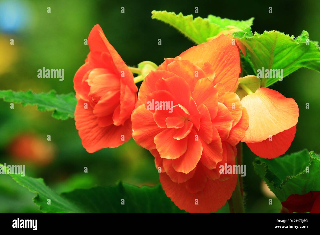 beautiful view of blooming Begonia flowers,close-up of orange Begonia flowers blooming in the garden Stock Photo