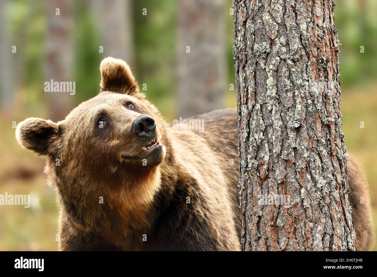 Brown bear next to the tree in the forest Stock Photo