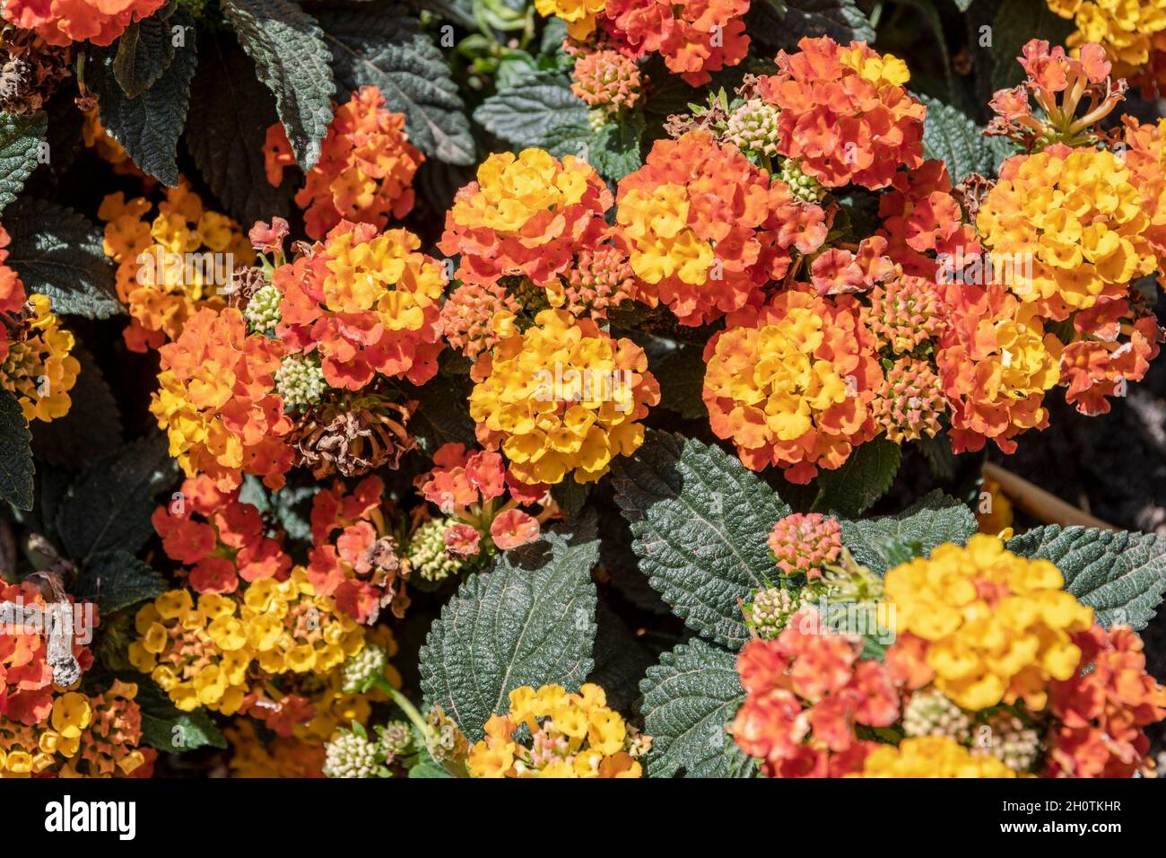 Beautiful colorful Lantana flowers in the foreground Stock Photo