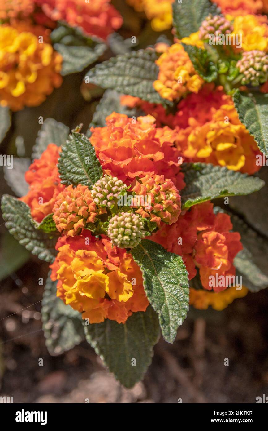 Beautiful colorful Lantana flowers in the foreground Stock Photo