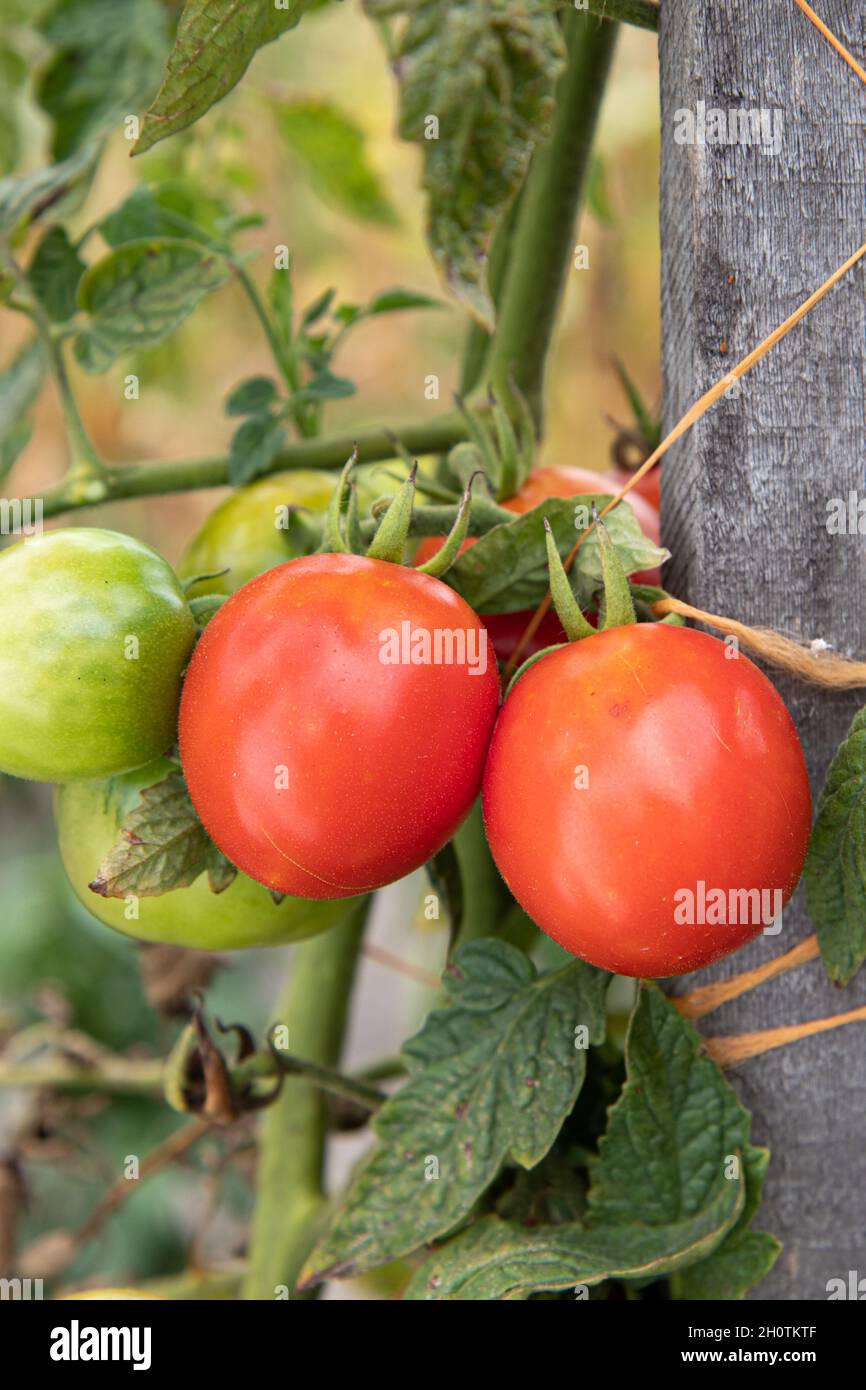 bunch of homegrown ripening red tomatoes in garden, healthy organic vegetable farm Stock Photo