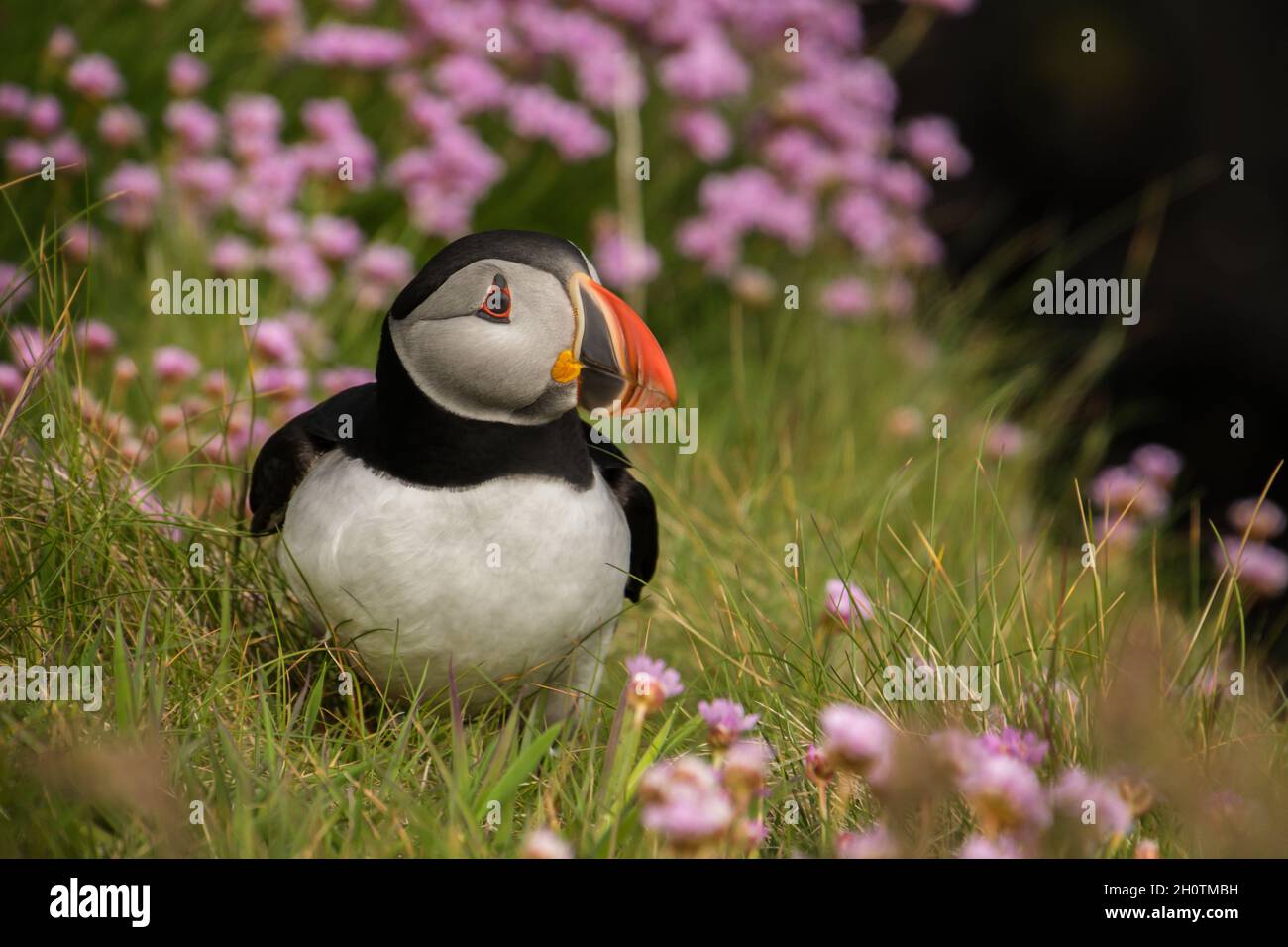 Atlantic puffin sitting amongst a field of pink thrift flowers on a grassy cliff Stock Photo
