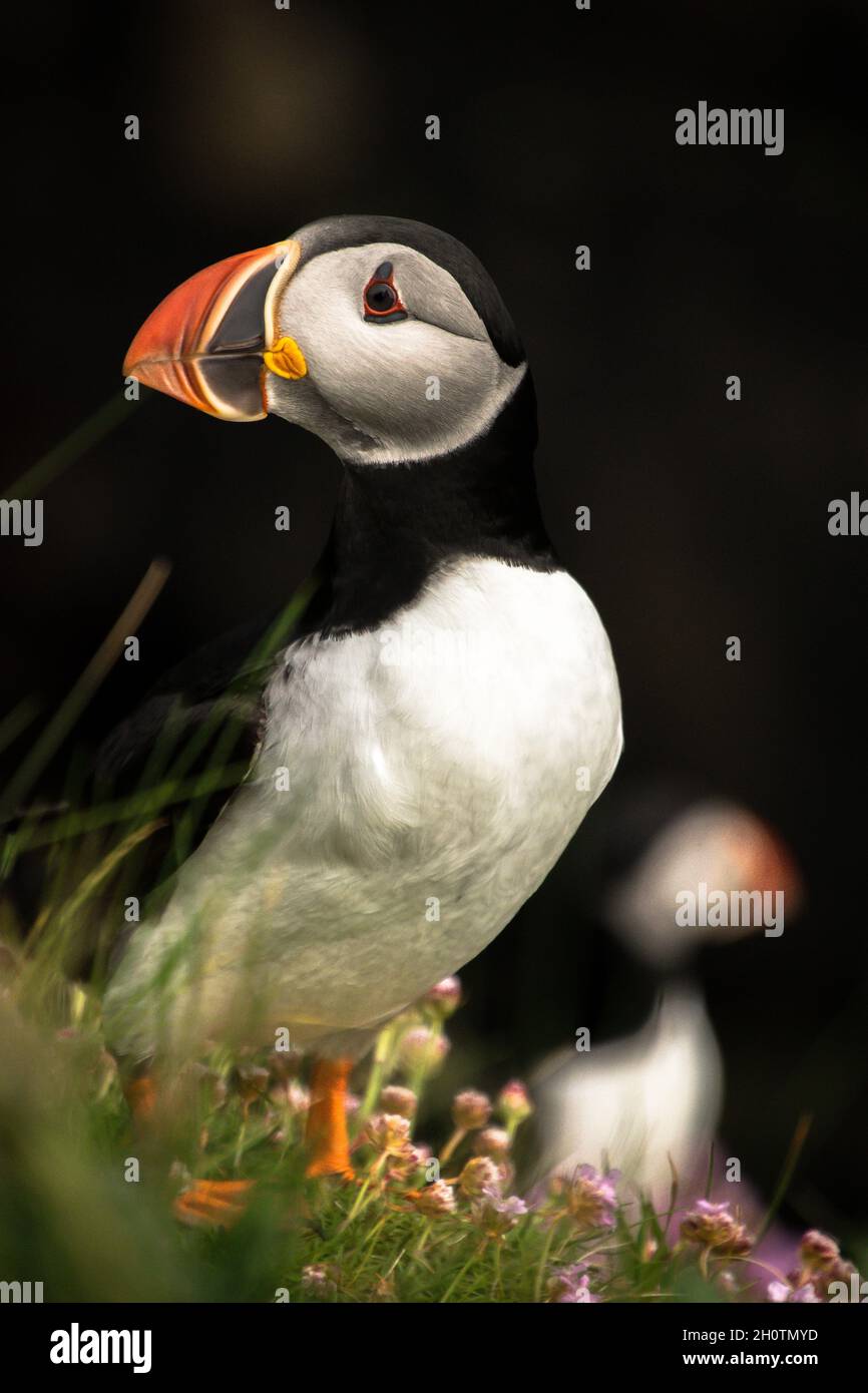 Portrait of an Atlantic puffin looking regal on a grassy cliff top Stock Photo