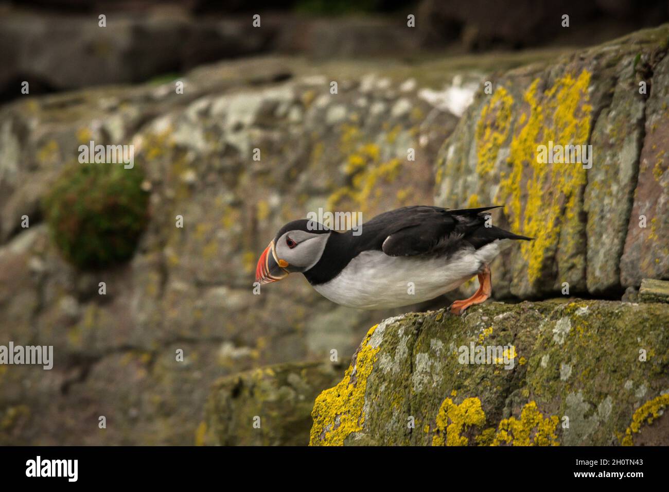 Puffin leaning horiontally as it prepares to fly off a cliff Stock Photo
