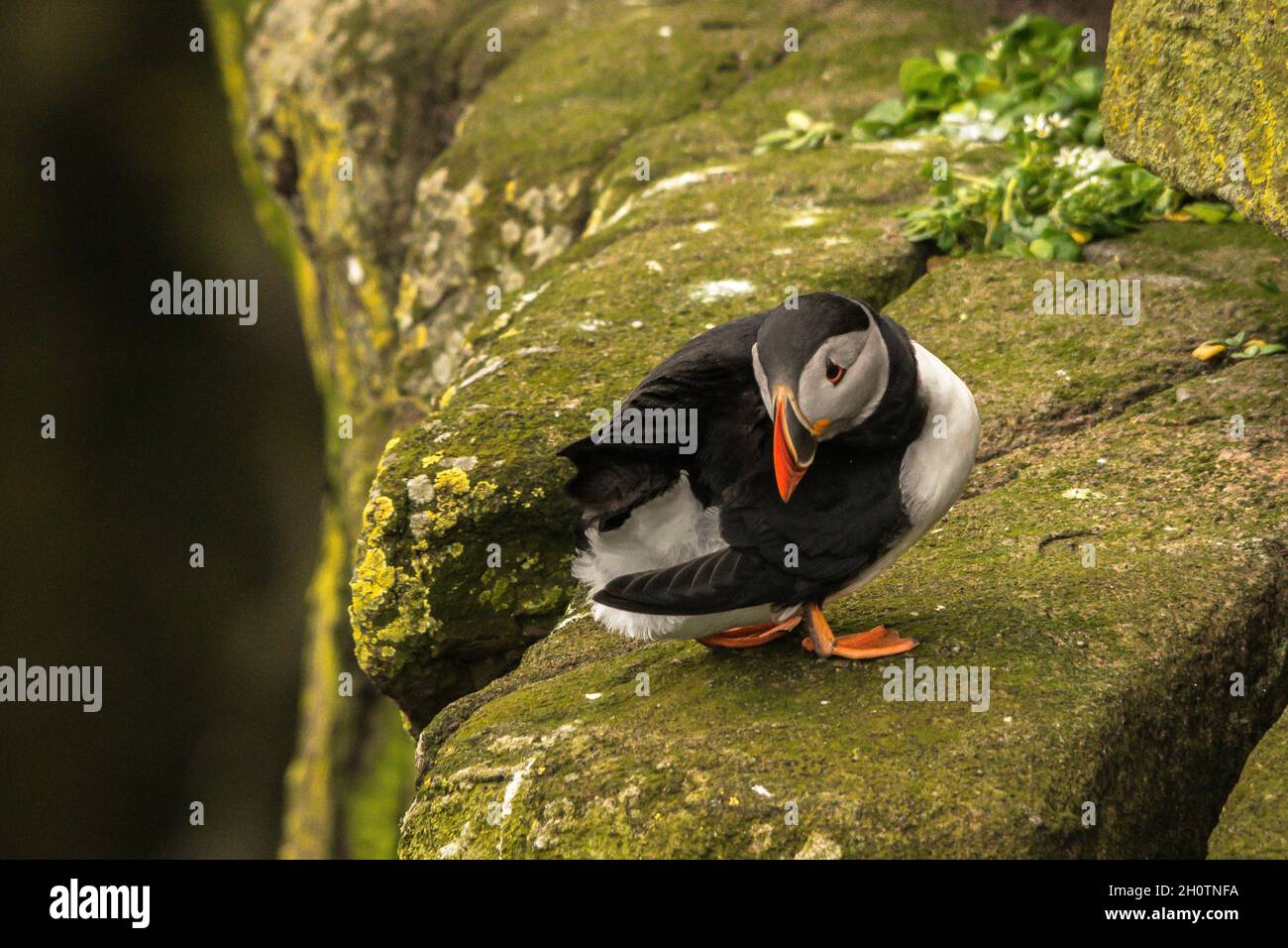 Puffin preening on a cliff edge Stock Photo