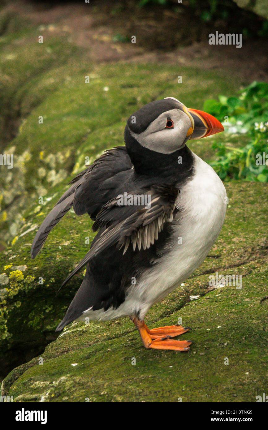 Puffin stood stretching it's wings on a cliff edge Stock Photo