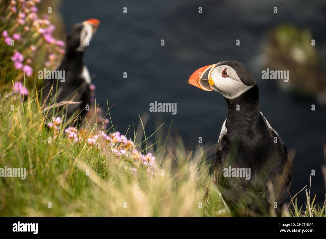 Puffin looking alert on a grassy cliff top above the sea with another puffin in the background Stock Photo