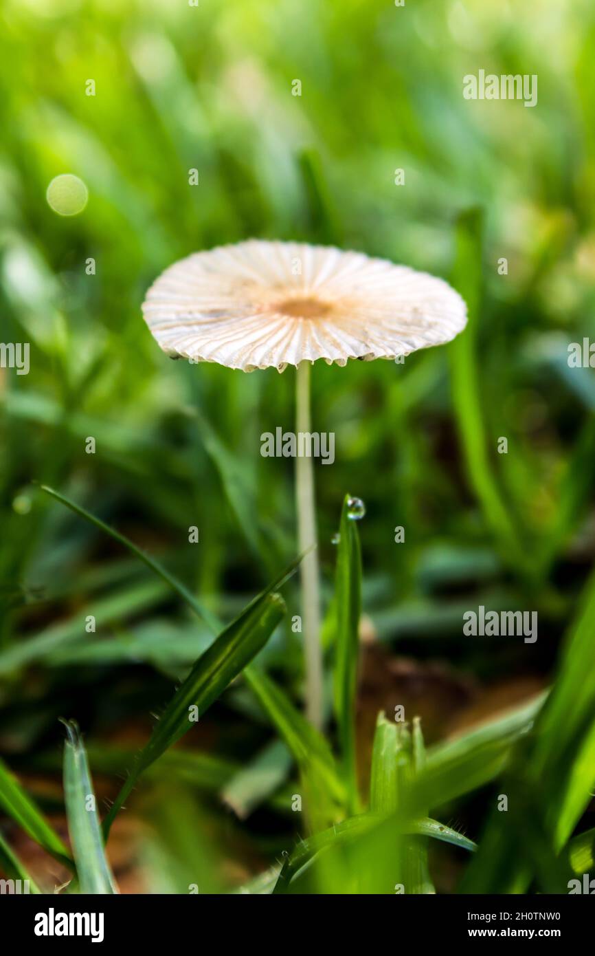 A delicate Pleated inkcap, Coprinus plicatilis, also known as a little Japanese Umbrella, in the early morning, growing on a lawn Stock Photo