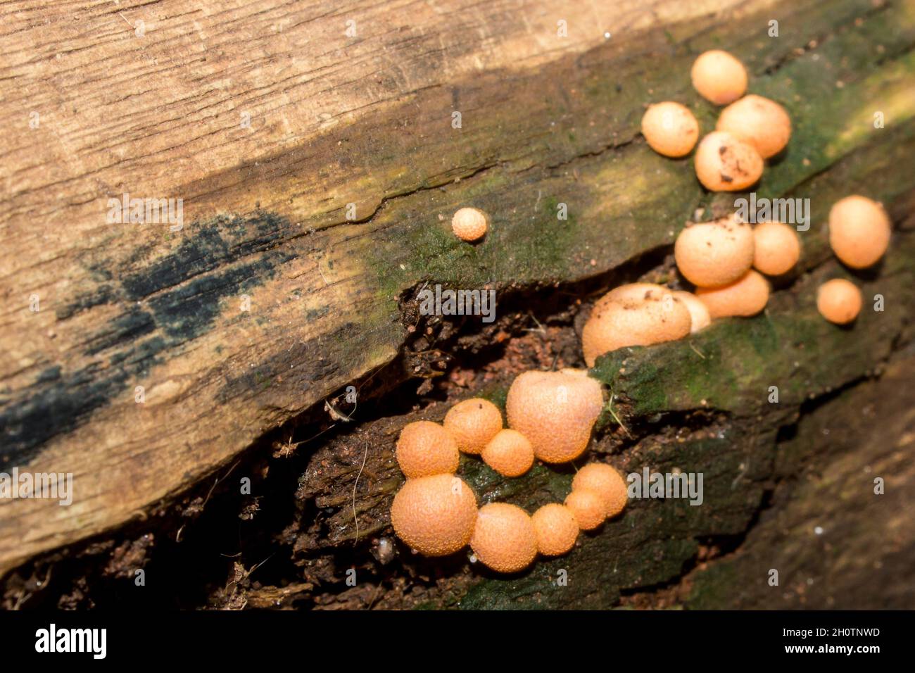 Orange colored balls of Lycogala epidendrum, commonly known as wolf's milk, which is a type of slime mold Amoeba commonly mistaken for a fungus Stock Photo