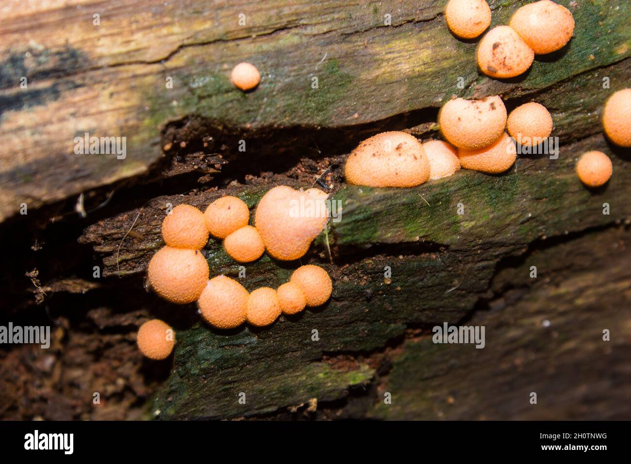 Orange colored balls of Lycogala epidendrum, commonly known as wolf's milk, which is a type of slime mold Amoeba commonly mistaken for a fungus Stock Photo