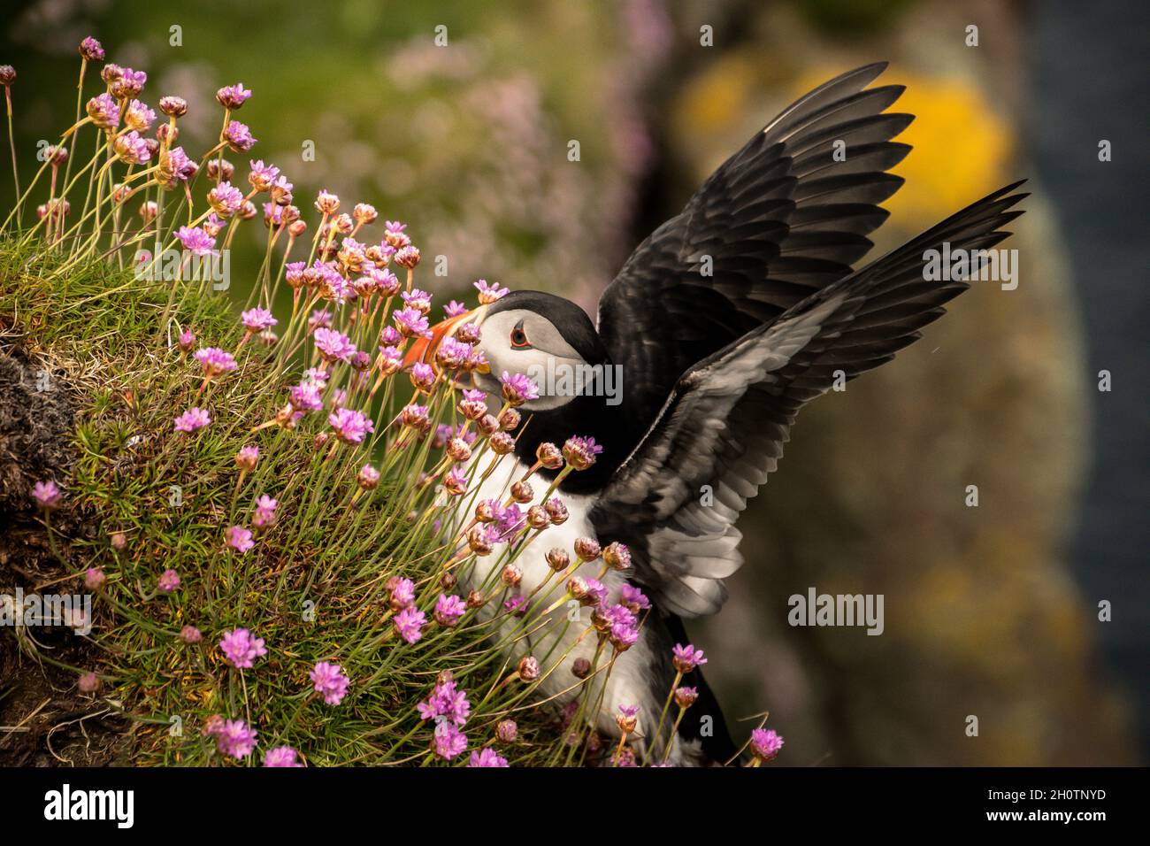 Puffin landing on a cliff covered with thrift Stock Photo