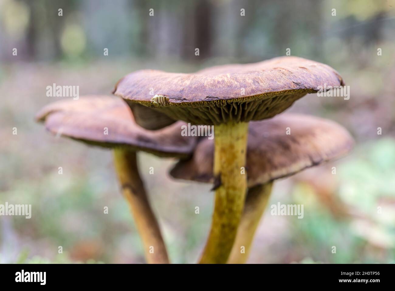 three violett mushrooms arranged in the woods Stock Photo