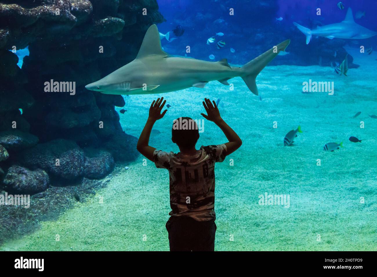 EILAT, ISRAEL - SEPTEMBER 21, 2017: An unidentified boy gets acquainted with an ocean dweller shark in the Oceanarium. Stock Photo