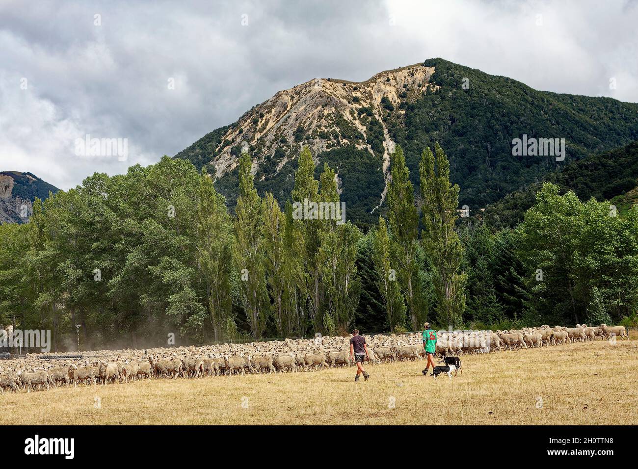 sheep, herded, 2 dogs, 2 men, dusty air, motion, sheep station, mountains, animals, business, wool, South Island, New Zealand, PR Stock Photo