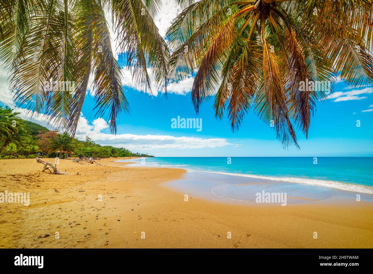 Palm trees over La Perle beach golden shore. Guadeloupe, Caribbean sea