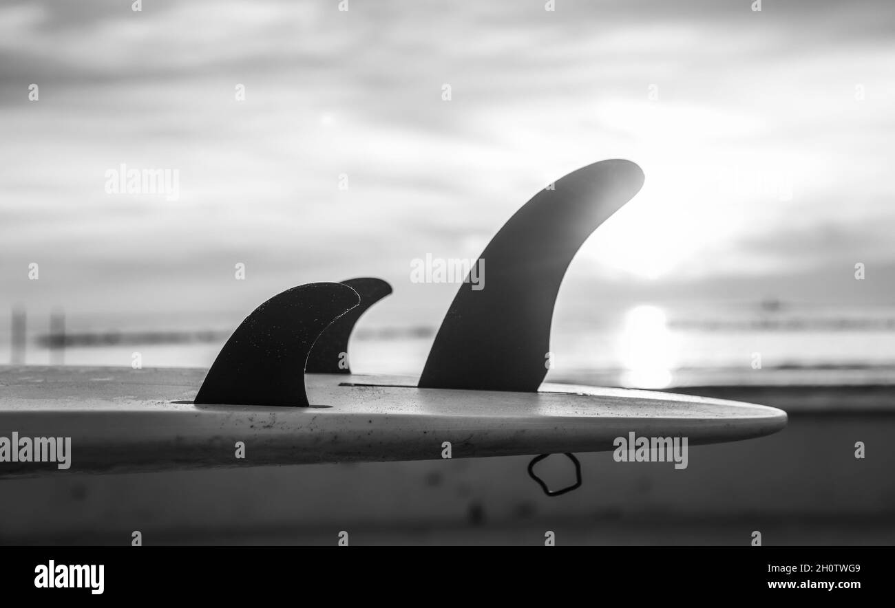Details of surfboard fins by the sea at sunset. Black and white effect Stock Photo