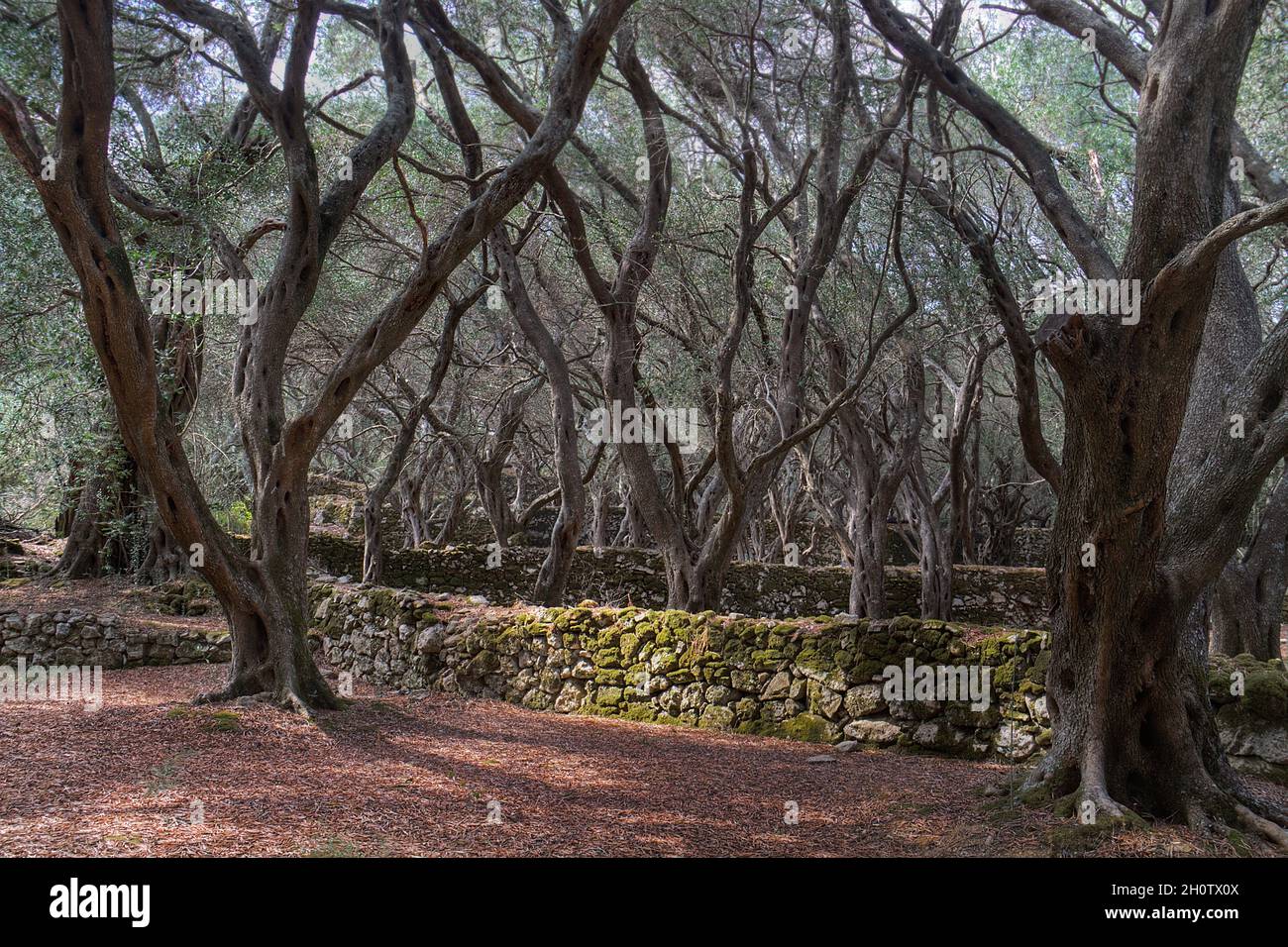 Olive orchard with moss-covered terraces and walls stacked with stones on Corfu, Greece Stock Photo