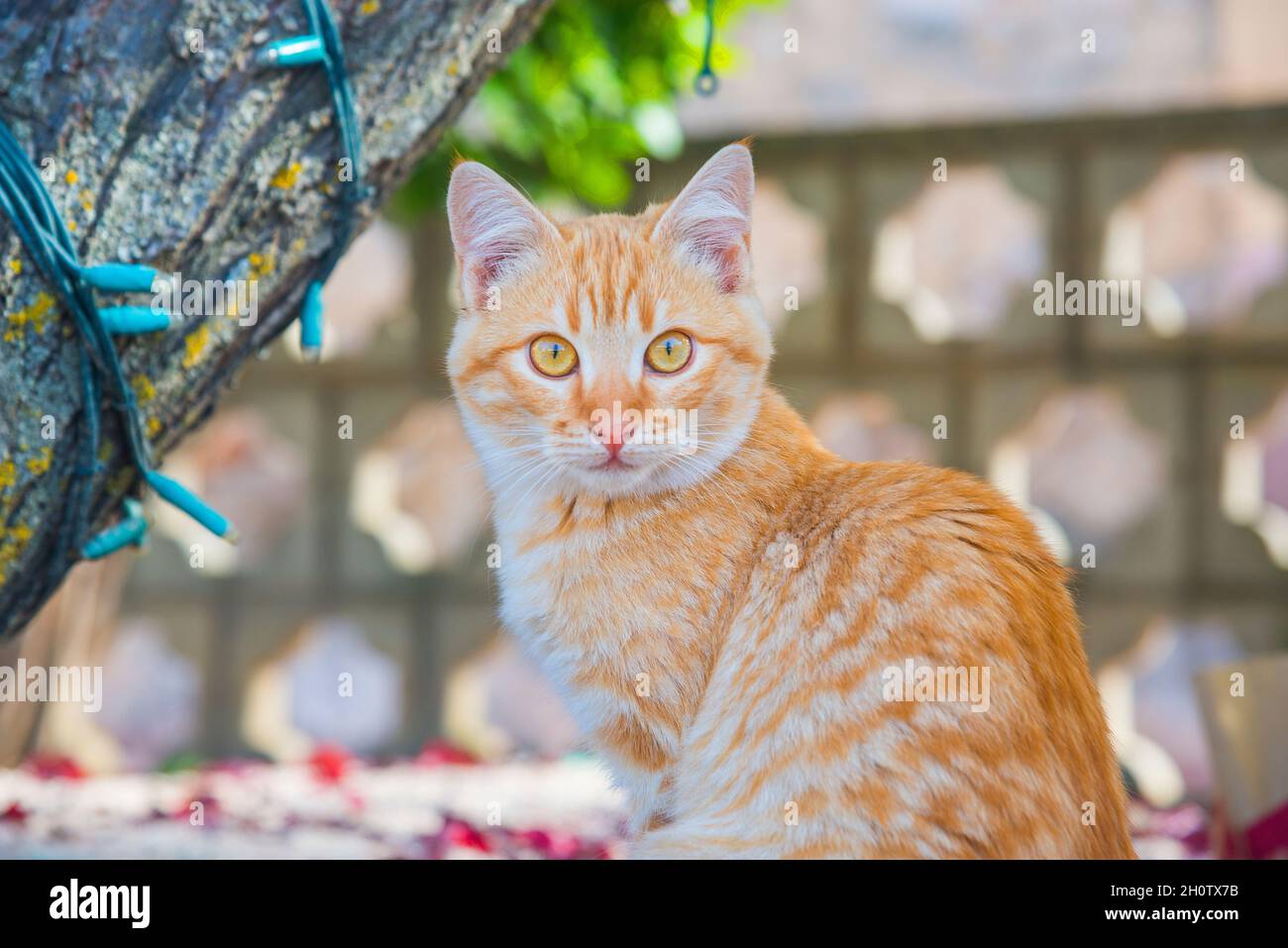 Tabby cat looking at the camera Stock Photo - Alamy