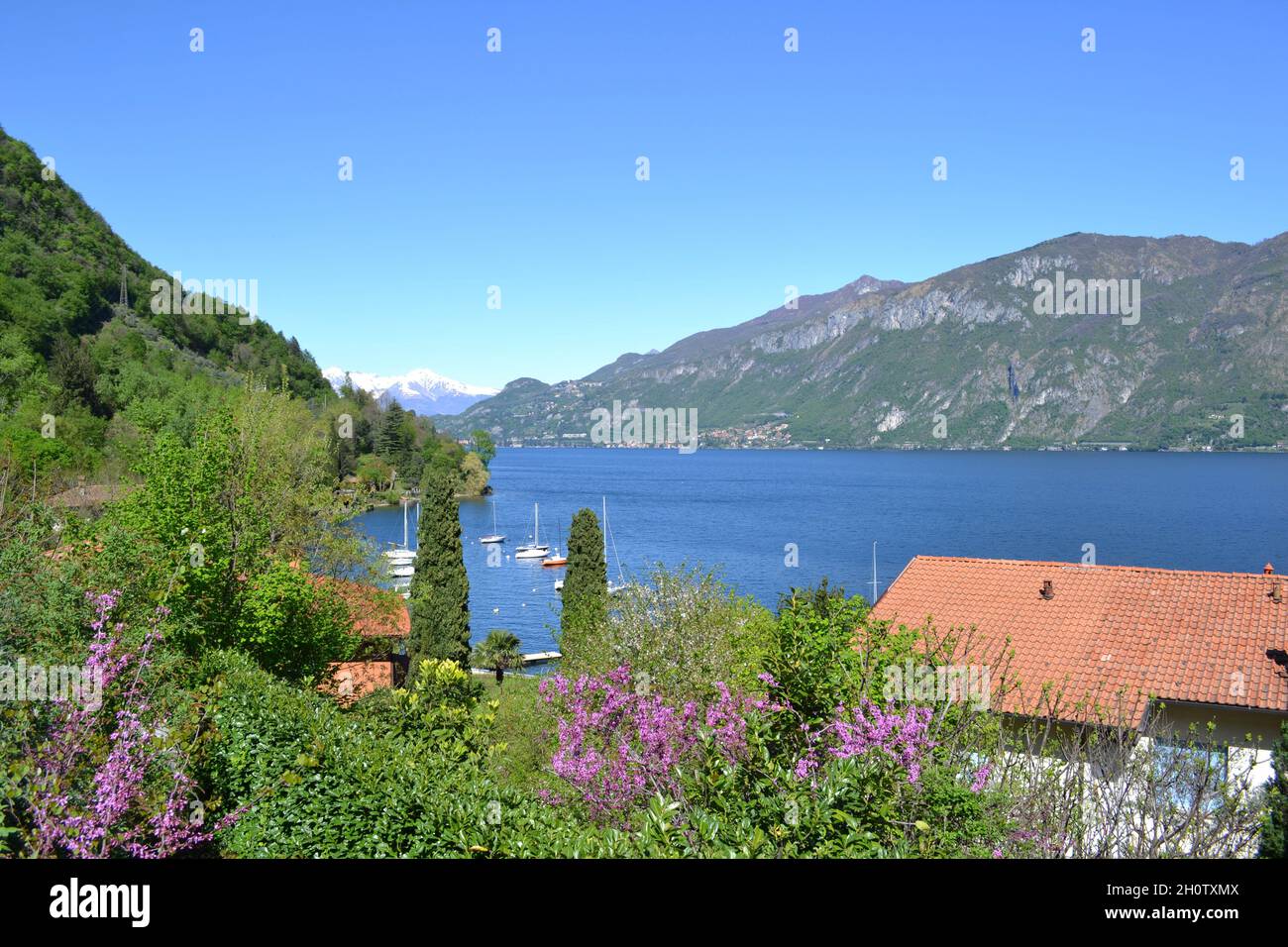 Lake Como in Spring Near the City of Como with Snow-capped Peaks, Cherry Blossoms, House and Sailboats. Stock Photo