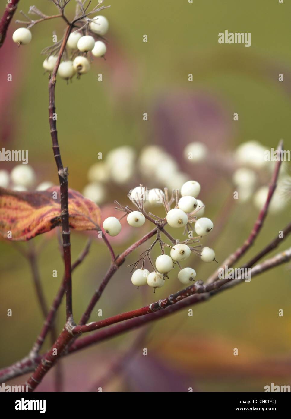 A close up photo of snowberries on a bush in autumn in north Idaho. Stock Photo