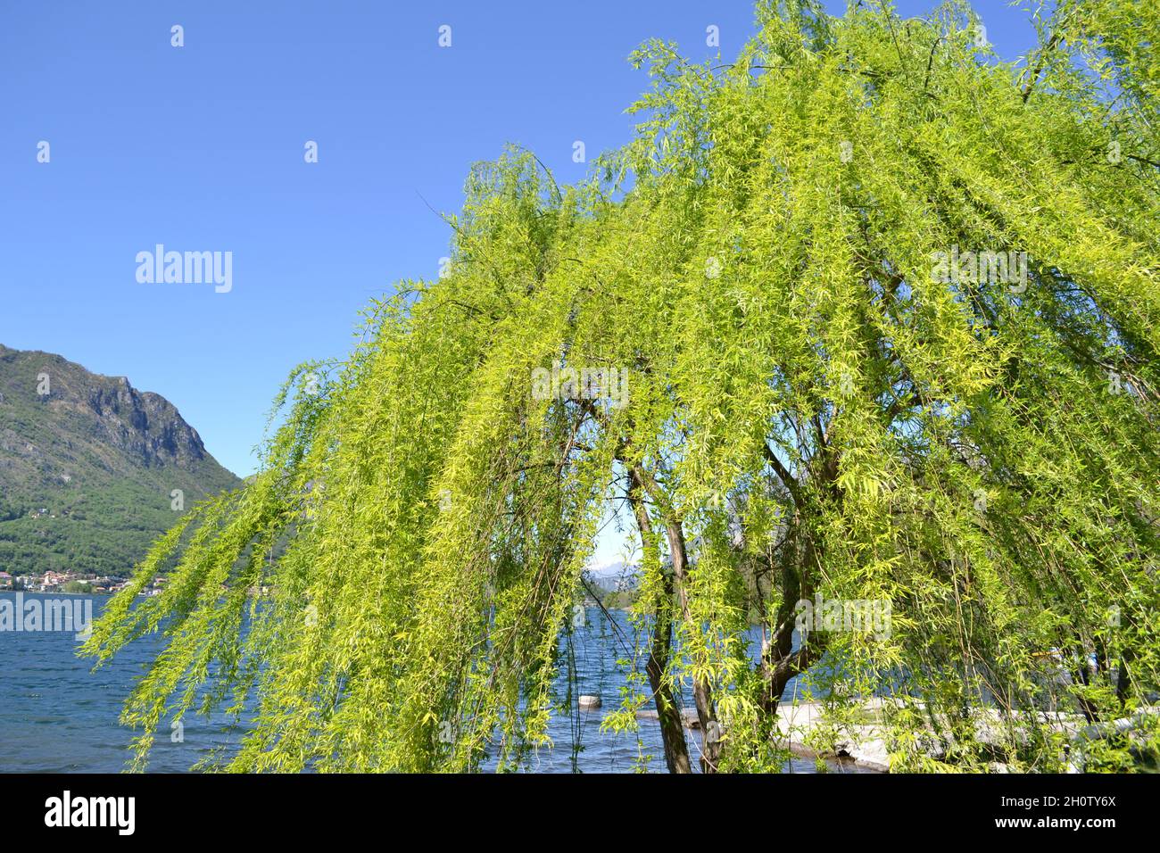 Beautiful landscape of a bright green weeping willow treetop bent by the wind in the lake in spring sunny day. Stock Photo