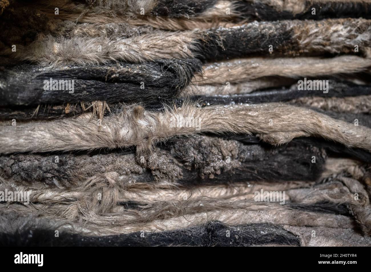 Raw salted cow skins are piled up Stock Photo Alamy