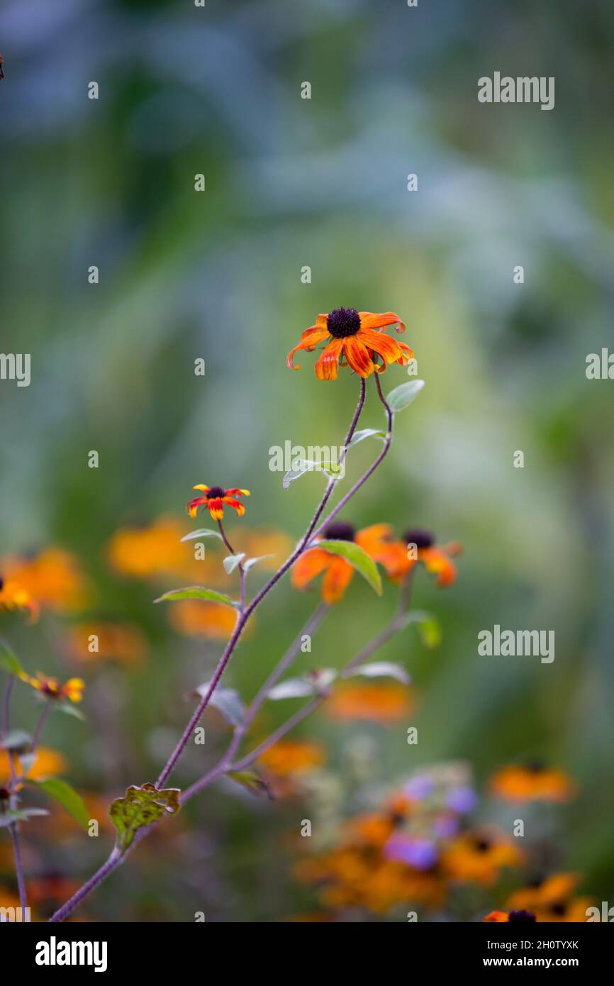 English garden flower helenium hi-res stock photography and images - Alamy