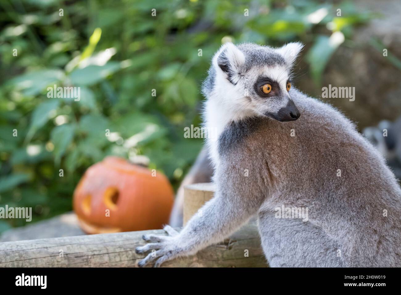 Ring tailed lemurs enjoying themselves with Halloween Pumkins at Bristol Zoo. Pumpkins are a seasonal treat for the animals at the zoo, keepers drop some pop corn into the squashed and let these curious primates search out a snack. Stock Photo