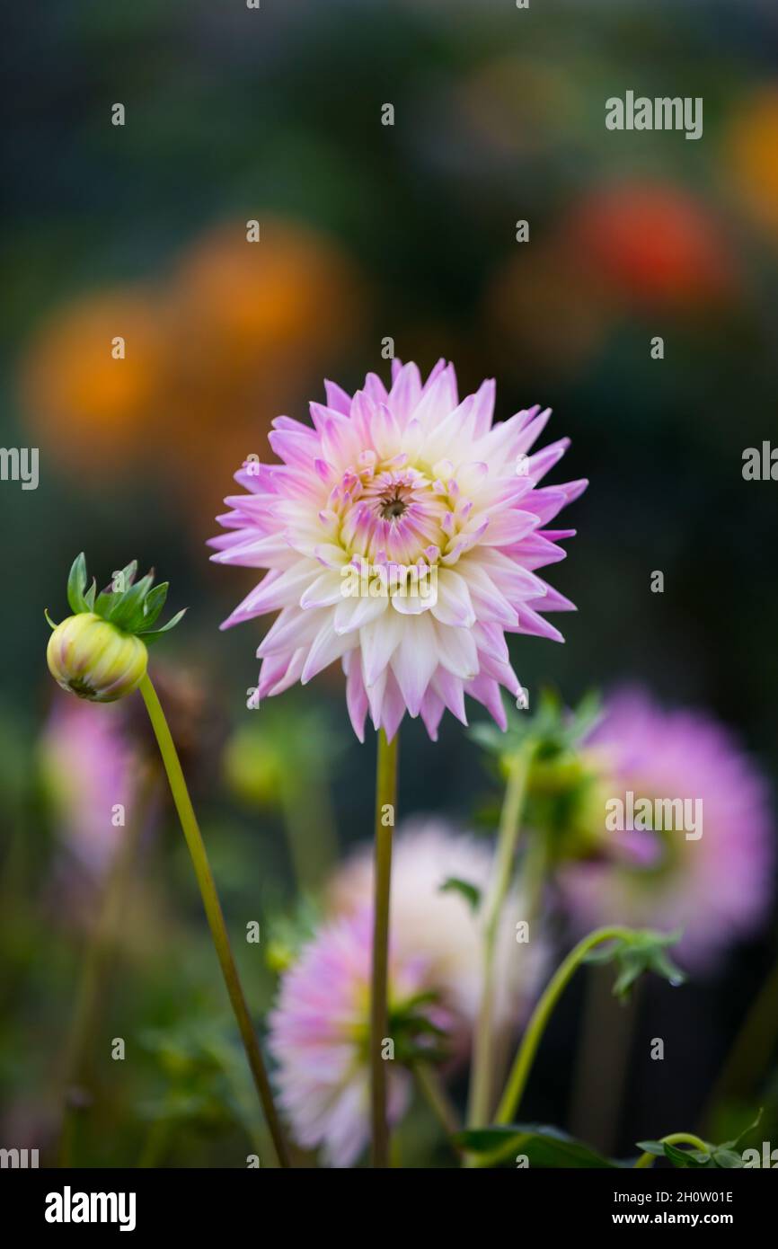 Pale pink dahlia hi-res stock photography and images - Alamy