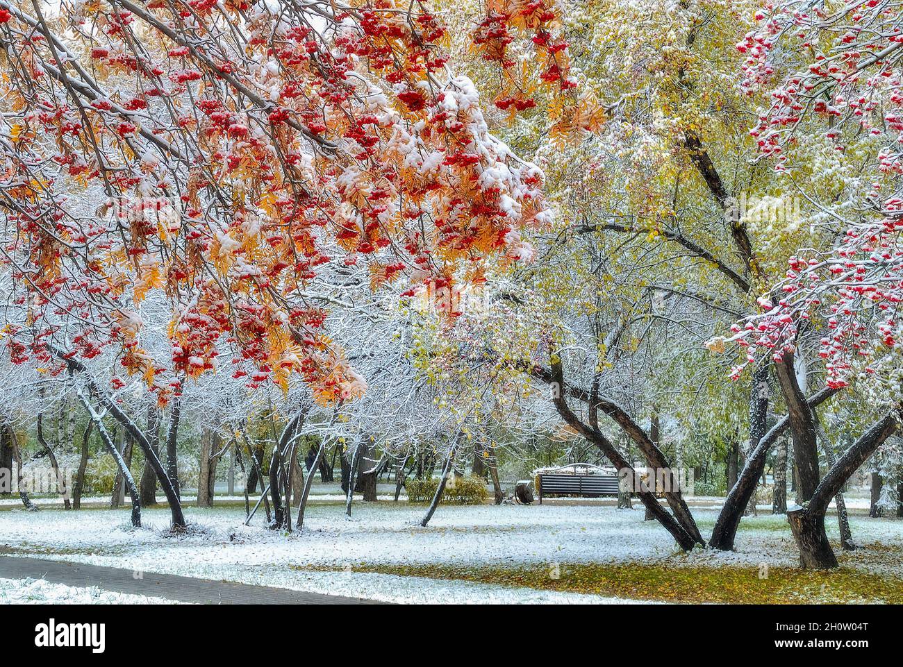 First snowfall in colorful fall city park - late autumn landscape. Rowan tree branch with red berries and golden foliage at foreground. Wonderful scen Stock Photo