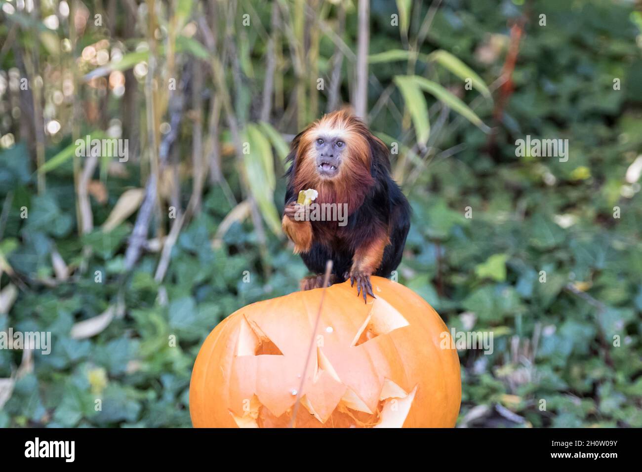 Golden-headed lion tamarin monkeys  enjoying themselves with Halloween Pumpkins at Bristol Zoo. Pumpkins are a seasonal treat for the animals at the zoo, keepers drop some pop corn into the squashed and let these curious primates search out a snack. Stock Photo