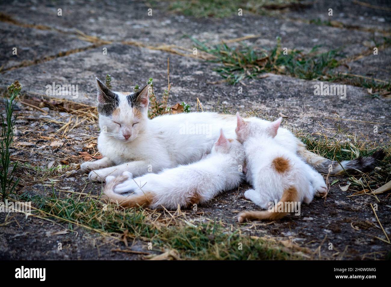 Mother cat breastfeeding her kittens in a garden Stock Photo Alamy
