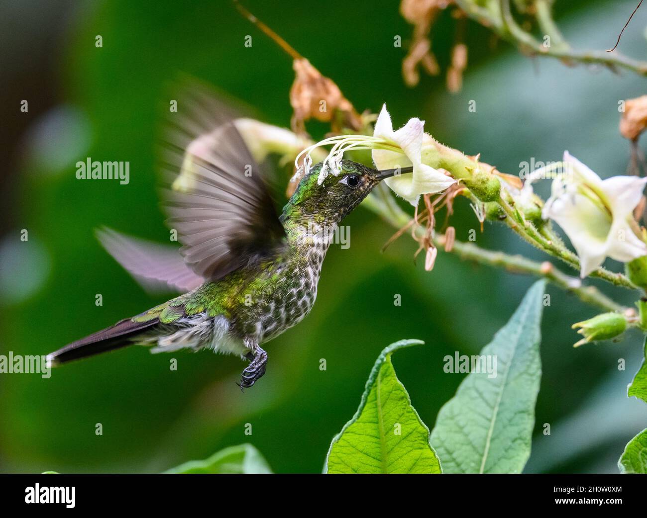 A Scaled Metaltail (Metallura aeneocauda) hummingbird feeding on flowers. Cuzco, Peru, South America. Stock Photo