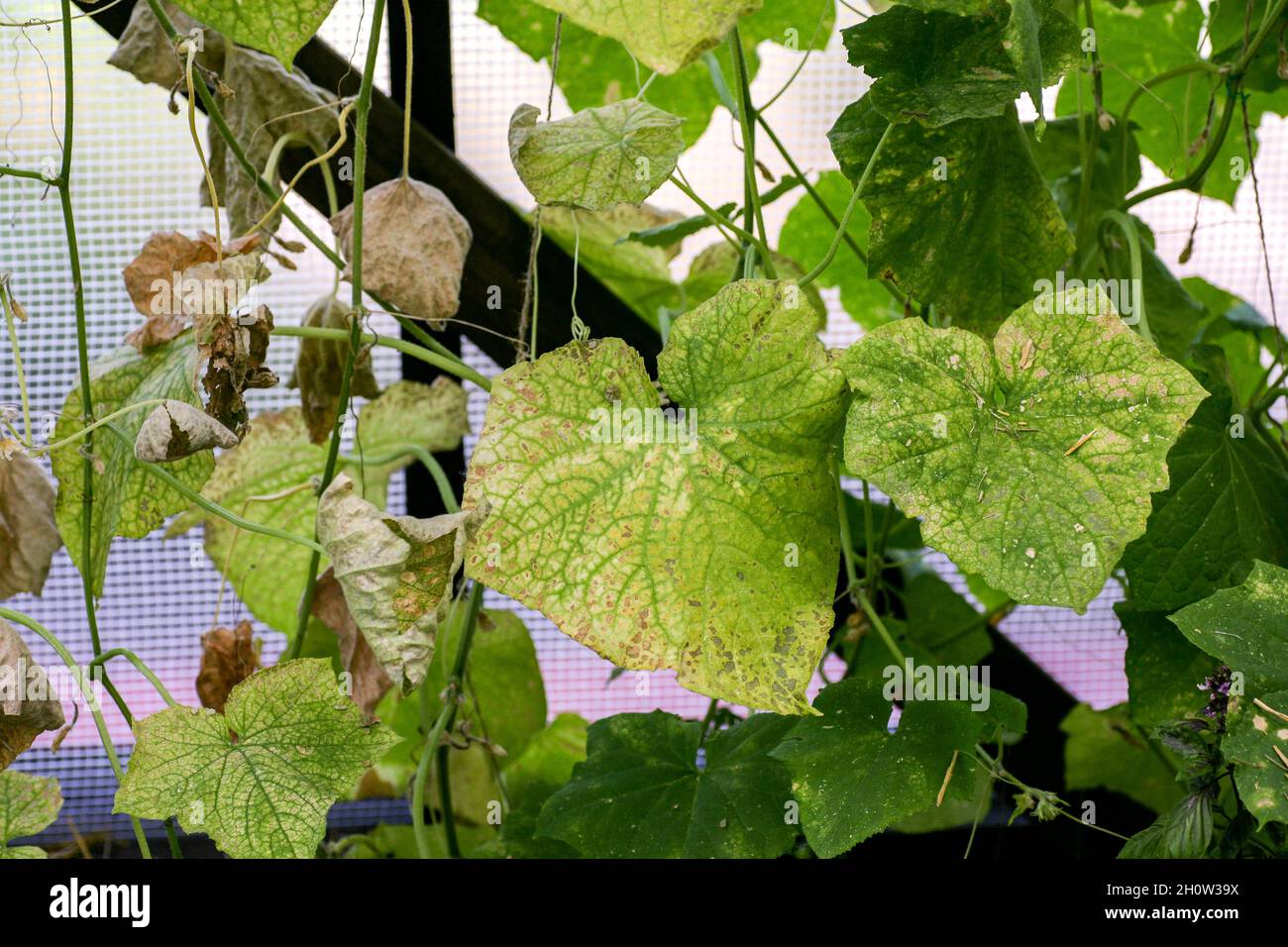 affected by diseases and pests of plant leaves and fruits of cucumber