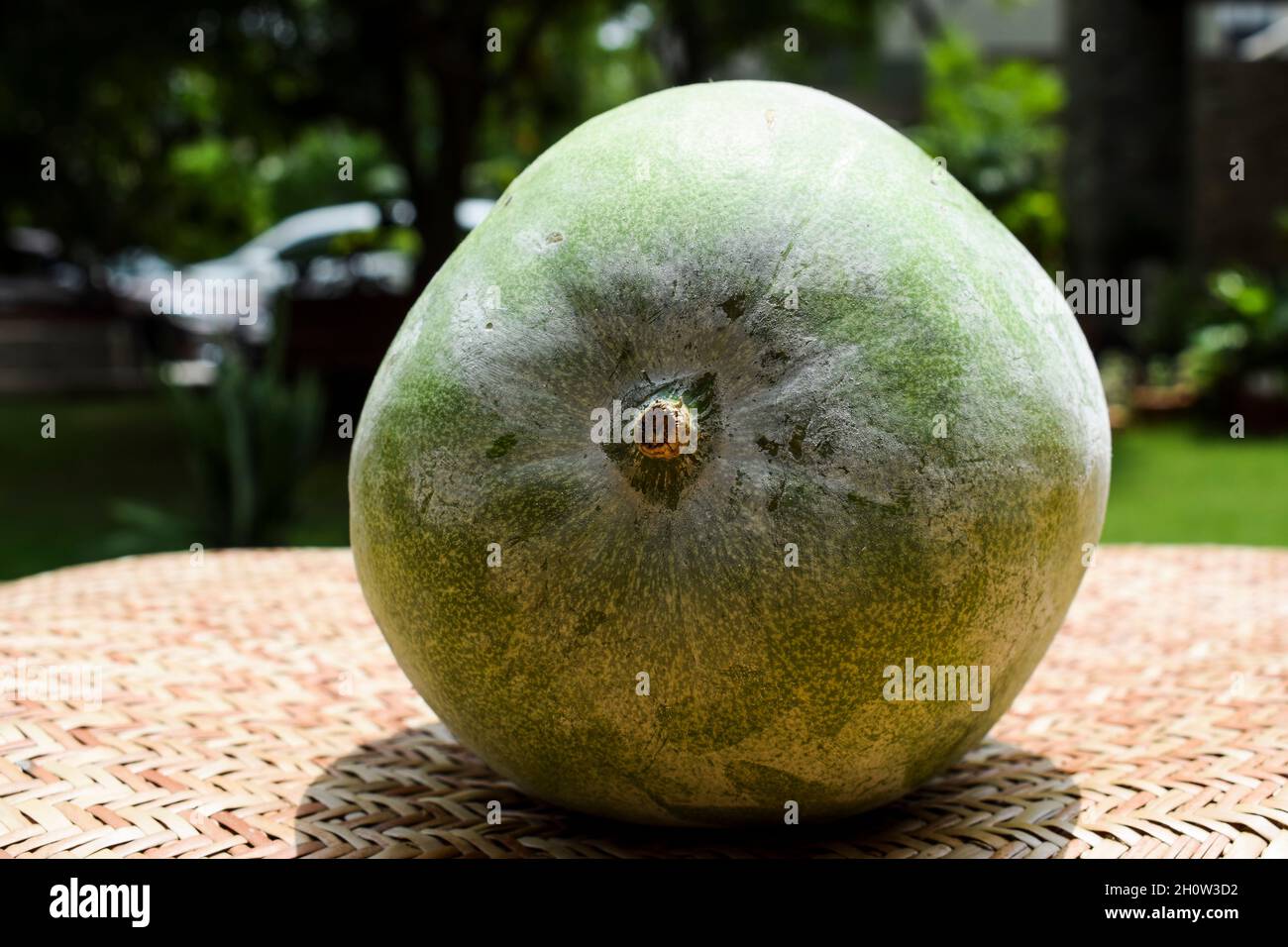 Fresh Indian vegetable called Ash gourd. Isolated on outdoor background. Stock Photo