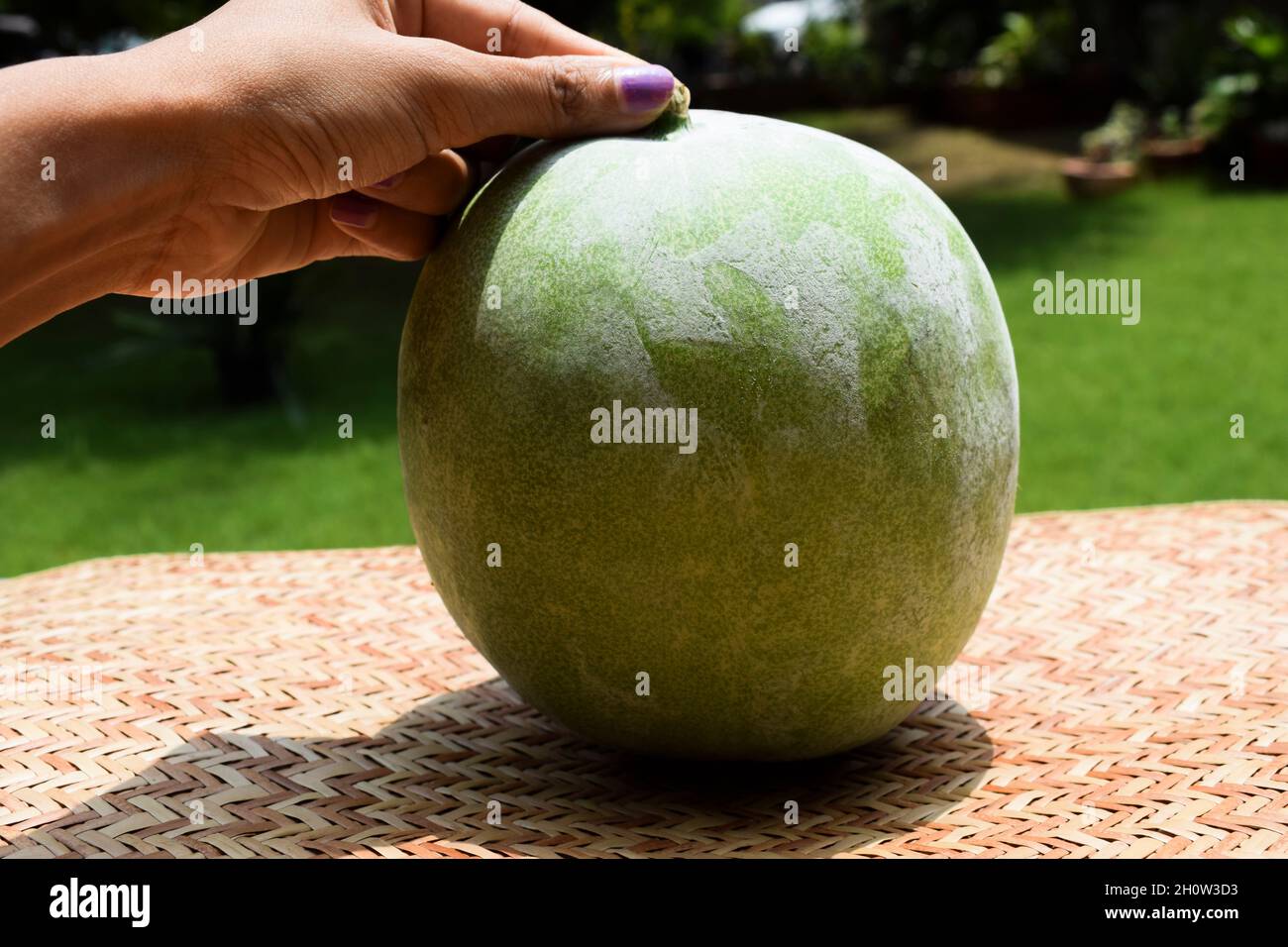 Female holding Fresh Indian vegetable called Ash gourd. Isolated on outdoor background. Stock Photo