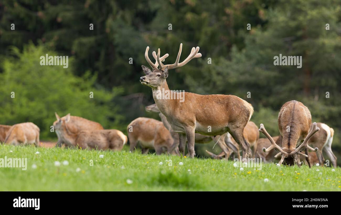 Herd of red deer with velvet antlers pasturing on meadow Stock Photo