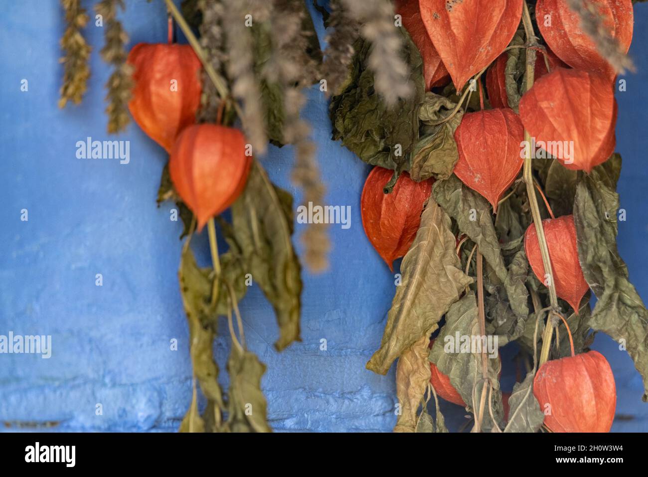 Drying herbs in an old wooden house. Dry plants hanging on the wall