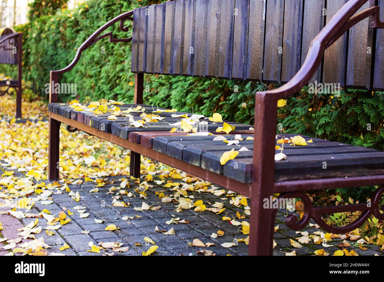 Yellow autumn leaves on a park bench close up Stock Photo - Alamy