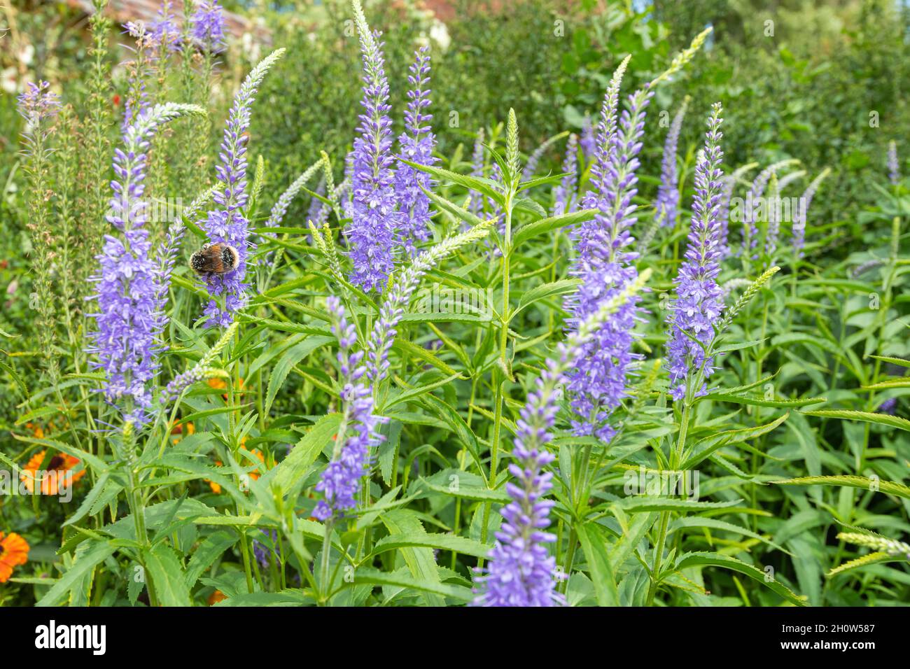 Close up of garden speedwell (veronica longifolia) flowers in bloom