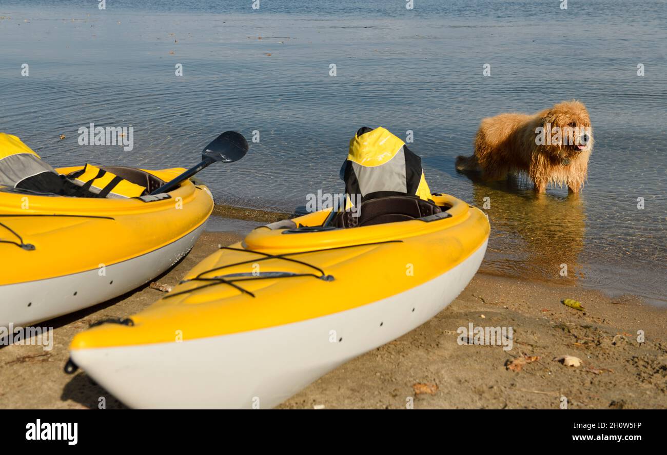 Yellow kayaks and wet dog with gold hair on Wilkins Beach on Kempenfelt Bay Barrie Canada Stock Photo