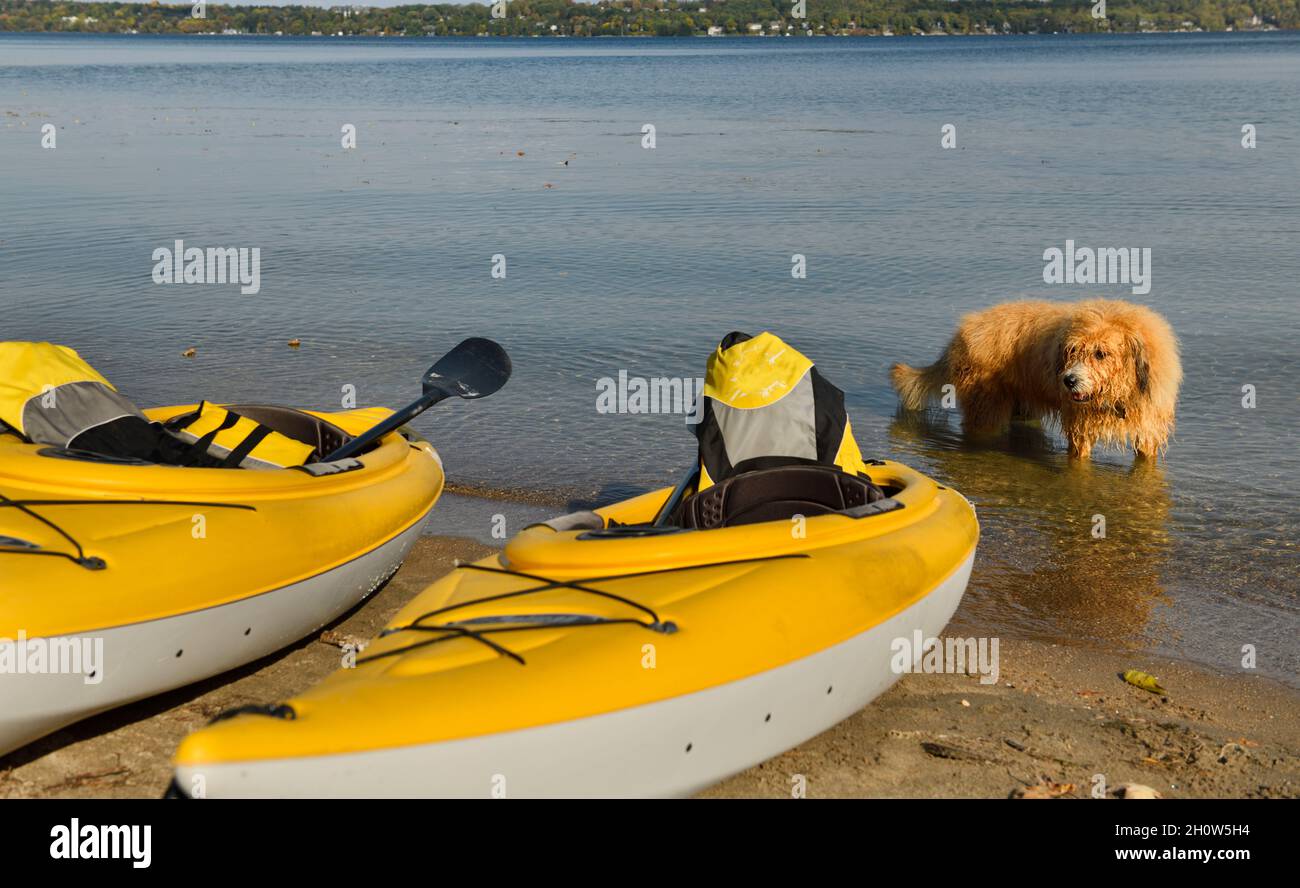 Yellow kayaks and wet dog with golden hair on sandy Wilkins Beach on Kempenfelt Bay Barrie Canada Stock Photo