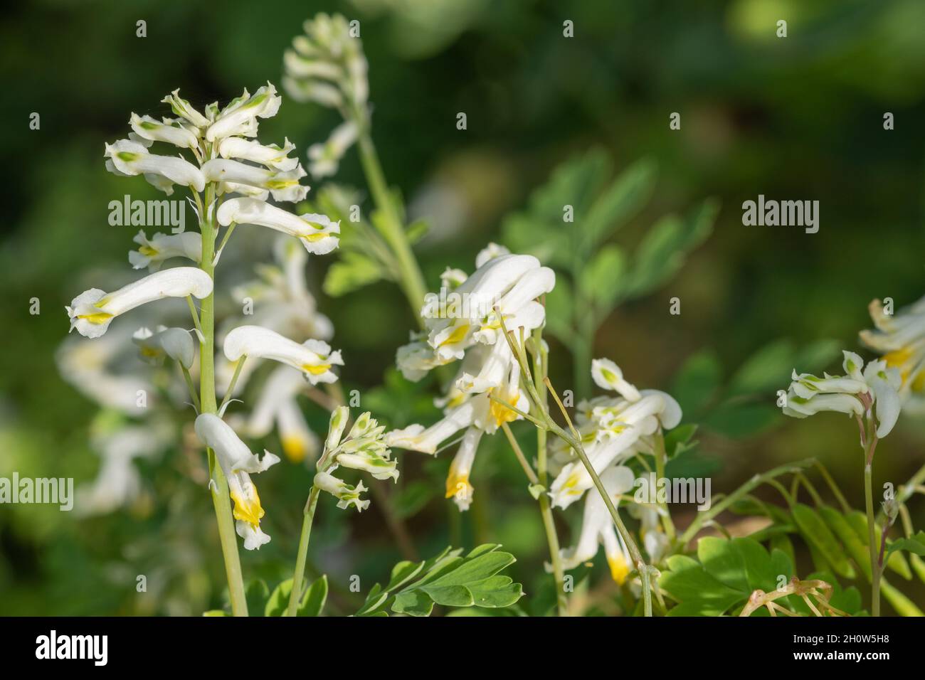 Close up of pale corydalis (pseudofumaria alba) flowers in bloom Stock Photo