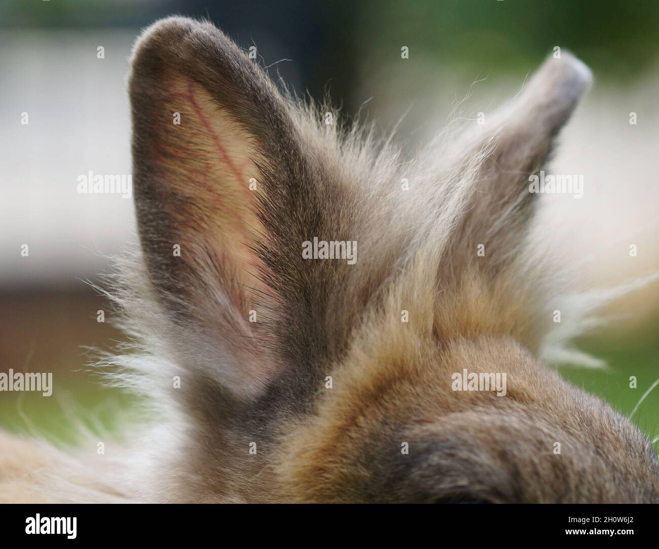 fluffy brown ears of lionhead dwarf rabbit Stock Photo