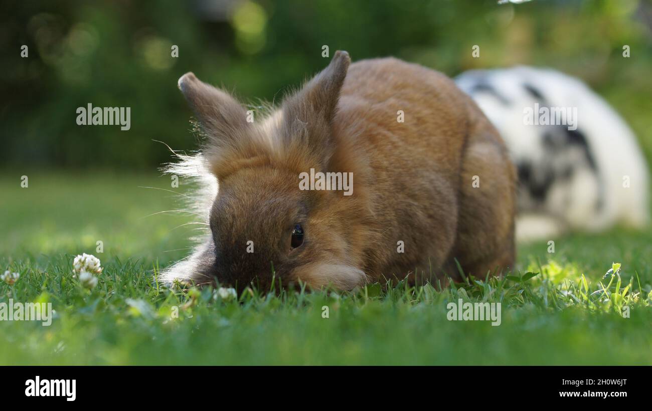 brown lionhead dwarf rabbit on meadow eating grass Stock Photo Alamy