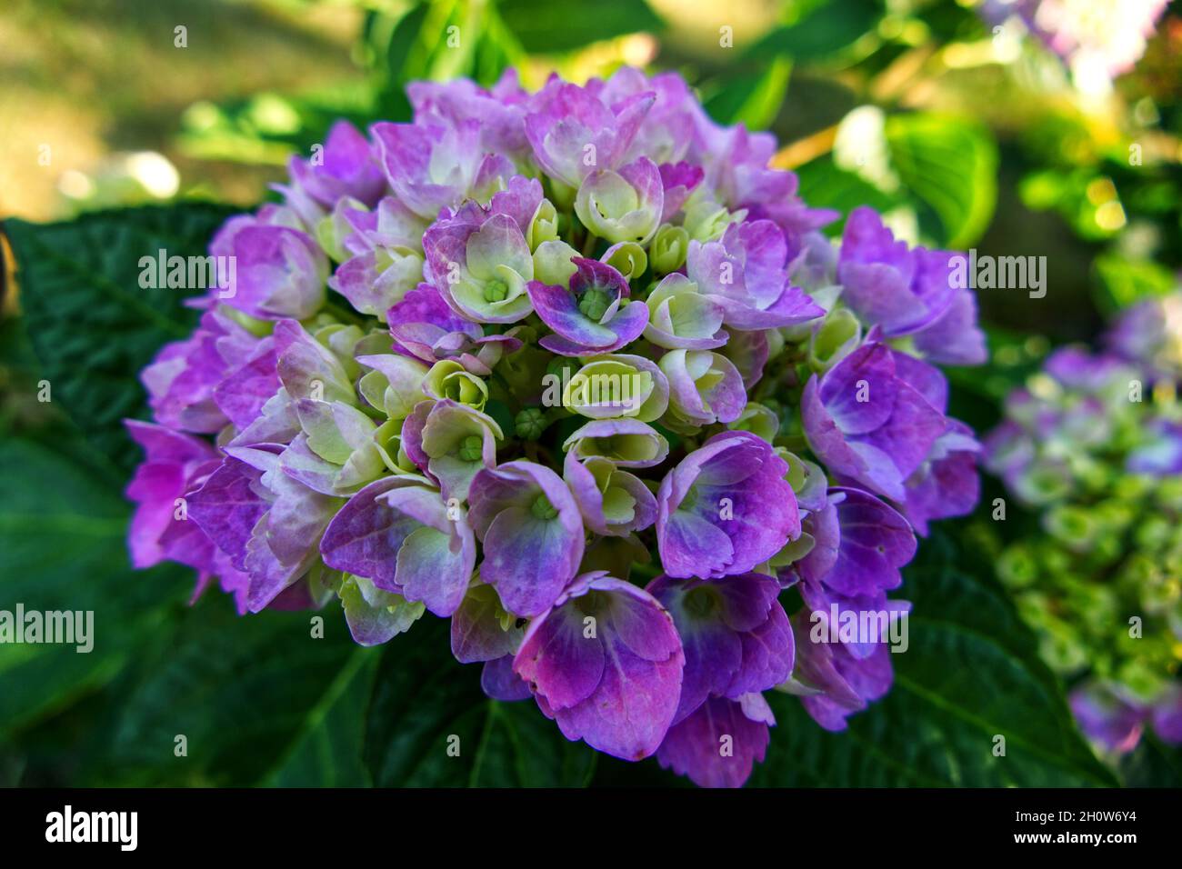 Flowerpower Stock Photo