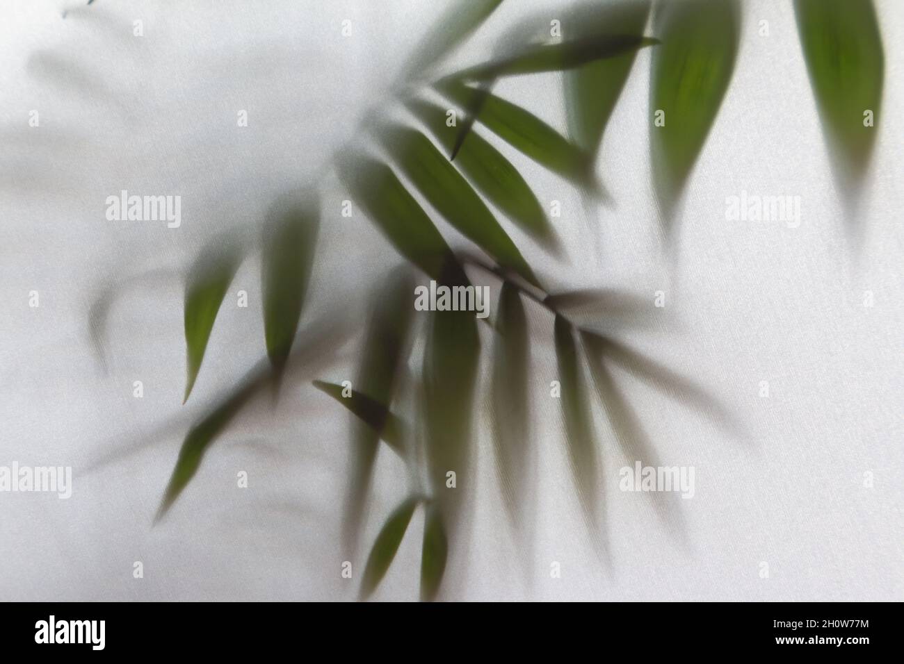 Plant behind frosted glass hires stock photography and images Alamy