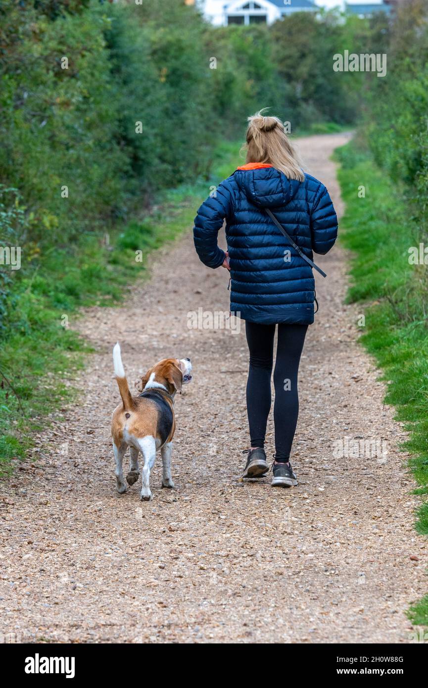 woman walking her dog alone along a country lane. female walking beagle dog along a track or public footpath in the countryside. Stock Photo