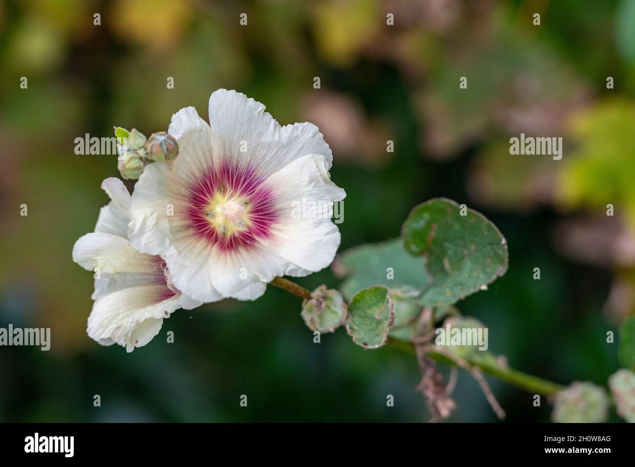 alamo vine plant with white petals and red ring radiating outwards from the stamen or stem. Stock Photo