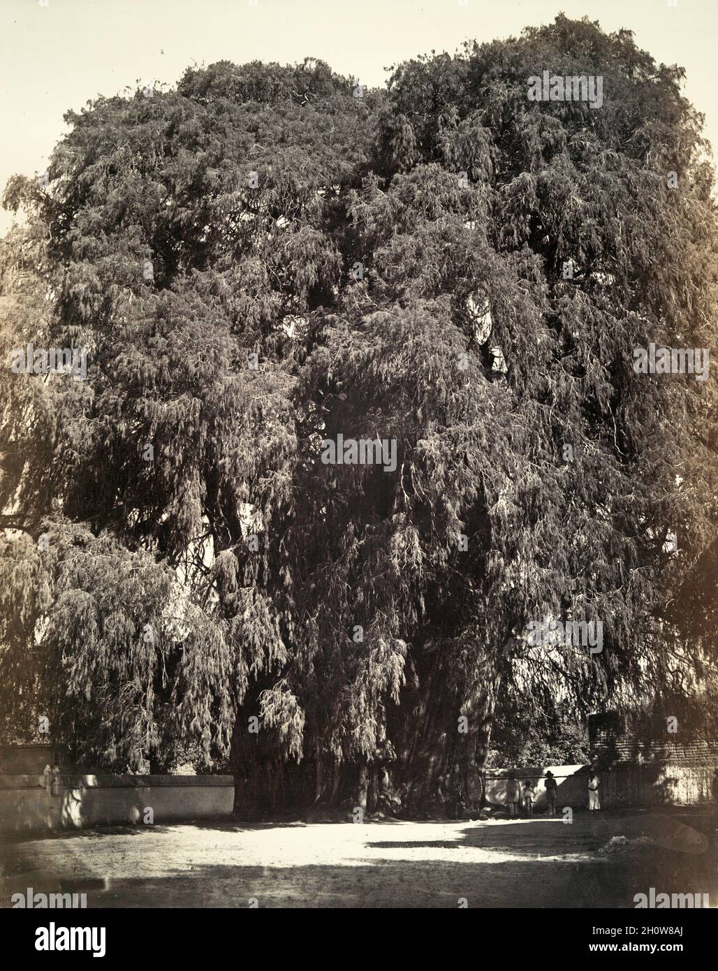 Giant ahuehuete cypress tree at Santa Maria del Tule, near the city of Oaxaca, Mexico. Photograph by French archaeologist Désiré Charnay ca. 1862-1863 Stock Photo